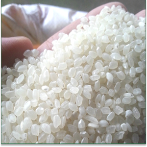 Japonica Rice